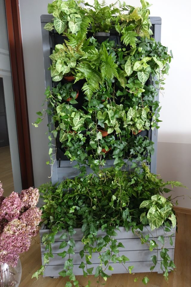 ścianka zielona rośliny w drewnianym stojaku