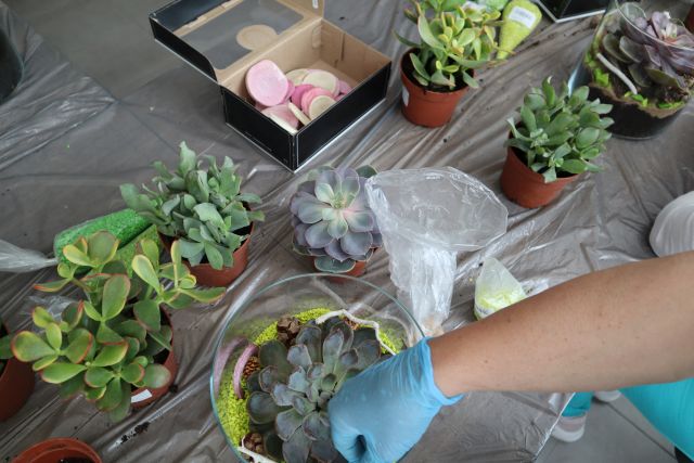 rośliny w doniczkach rozłożone na stołach