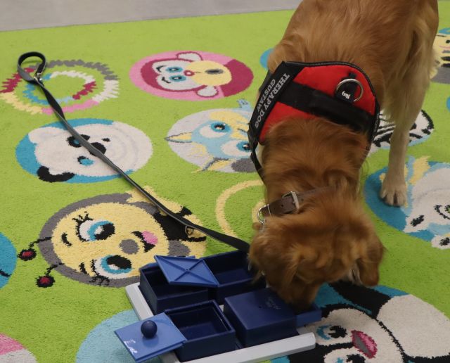 pies wyjada smakołyki z pudełka