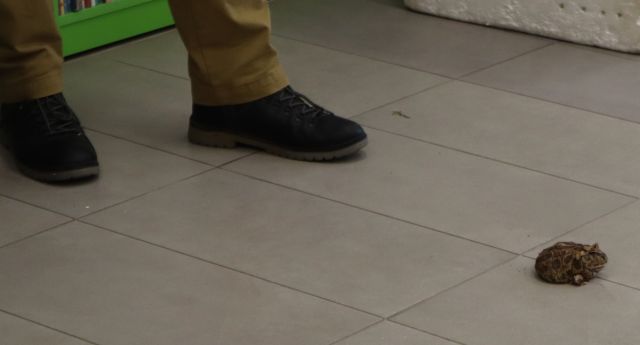 nogi w butach przed żabą na podłodze