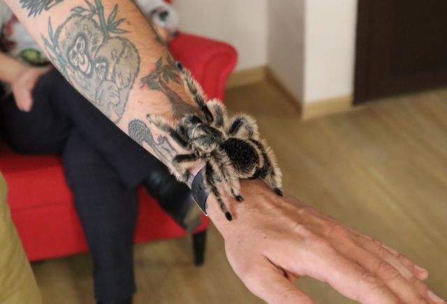 dłoń z tatuażem, na dłoni pająk ptasznik